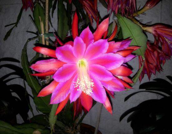 曇花的種植方法，教你最簡(jiǎn)單五個(gè)步驟(存活率高)