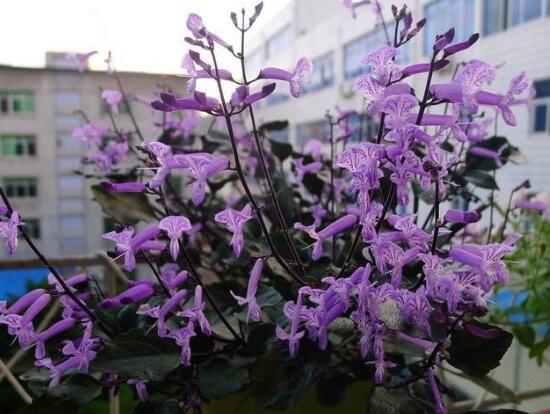 薰衣草有毒嗎，薰衣草可以放在臥室嗎/無毒放心養(yǎng)殖