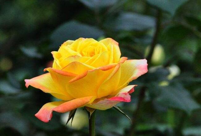 月季花如何壓條繁殖，要進(jìn)行環(huán)剝、培土等4個(gè)步驟才行