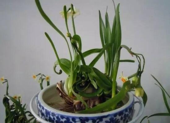 水仙花水養(yǎng)怎么選盆，選圓形、橢圓形、淺盆、淺盤最為合適