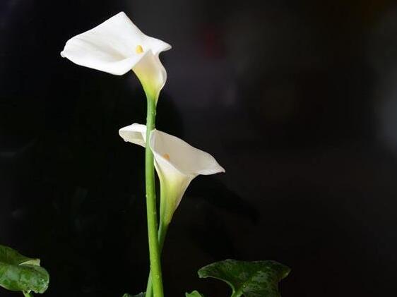 馬蹄蓮寓意，不同顏色有著不同的含義