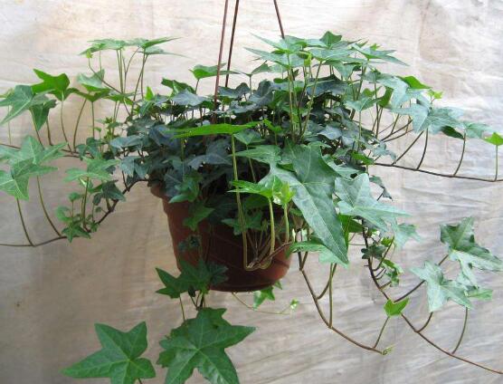 常春藤和爬山虎的區(qū)別，三個(gè)方法教你簡(jiǎn)單分辨