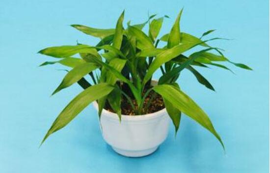 富貴竹怎么澆水，教你兩種最簡單的好方法(土培與水培)