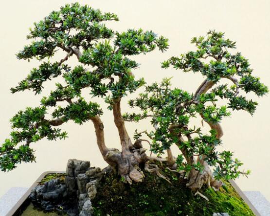 羅漢松可以放客廳嗎，可以/帶來(lái)主人家福氣、鎮(zhèn)守財(cái)寶