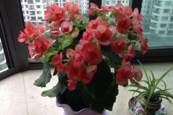 四季海棠花養(yǎng)殖方法，掌握以下5點(diǎn)就可以使其爆盆