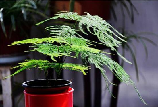 文竹多久澆次水，文竹怎么澆水