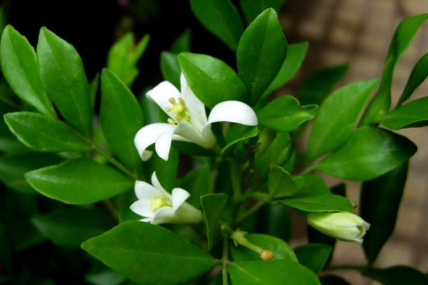 九里香如何長(zhǎng)粗，通過(guò)光照、溫度、施肥、修剪4步進(jìn)行