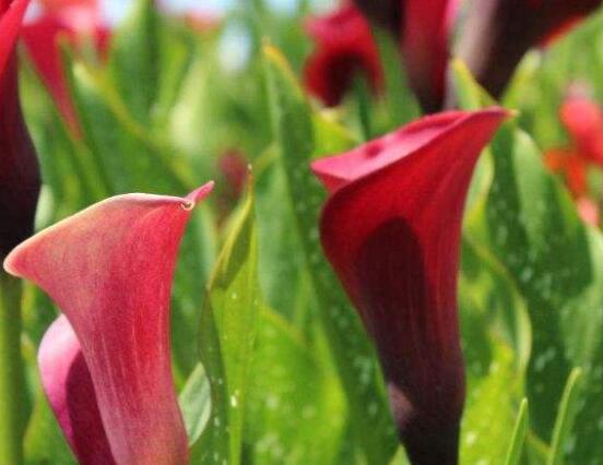 荷蘭馬蹄蓮的養(yǎng)殖方法，做好六個要點生長碧綠宜人