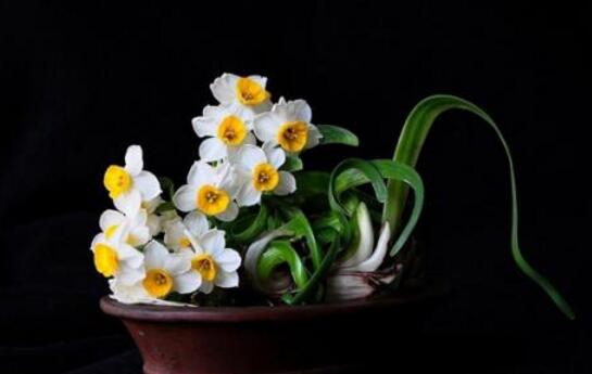 水仙花有哪些種類，分中國(guó)水仙和洋水仙兩大類