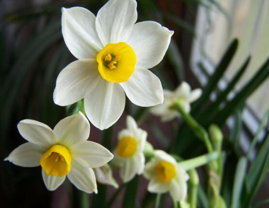 水仙花可以四季水培嗎，水仙花水培方法