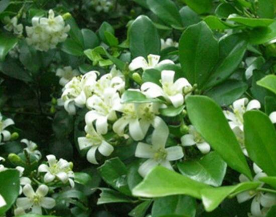 九里香花語(yǔ)是什么，九里香花的寓意象征愛情