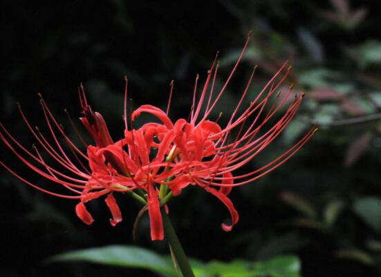 彼岸花語，不同國家不同花語/中國、朝鮮、日本