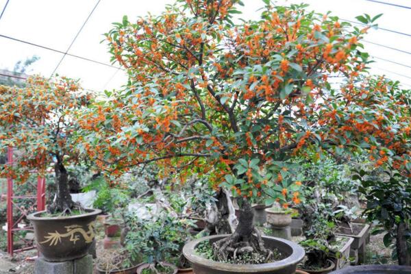 桂花樹怎么修剪，4步即可完成桂花樹的修剪