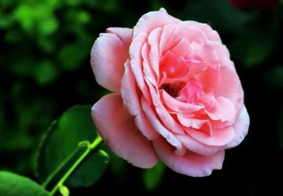 月季適合送給什么人，盤點(diǎn)送五個(gè)最適宜人