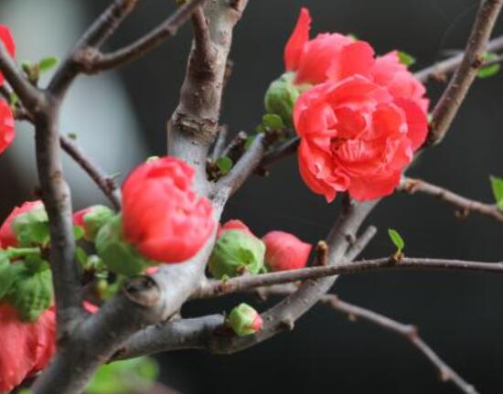 海棠花開寓意，寓意著捷報(bào)壽滿堂、五世同堂