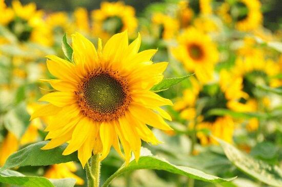 向日葵的特點是什么，向日葵為什么向著太陽