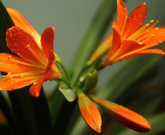 君子蘭的花期養(yǎng)護方法，及時施肥、注意光照溫度/忌積水