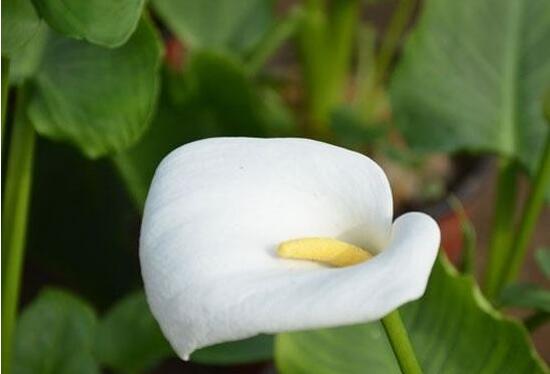 馬蹄蓮風(fēng)水作用是什么，馬蹄蓮作用與功效