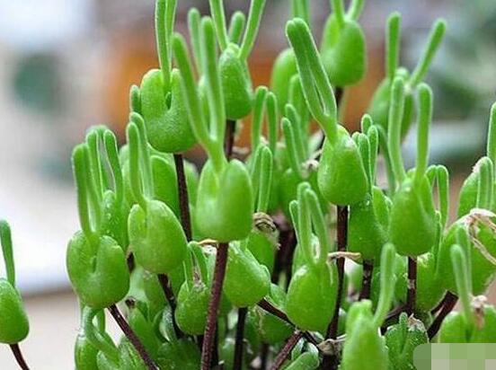 碧光環(huán)的用土方法，四份營養(yǎng)土六份蛭石一份珍珠巖混合配制