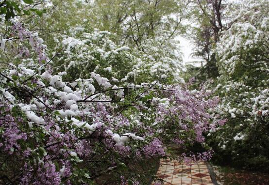 六月雪的功效與作用，細(xì)數(shù)六月雪七大功效與作用