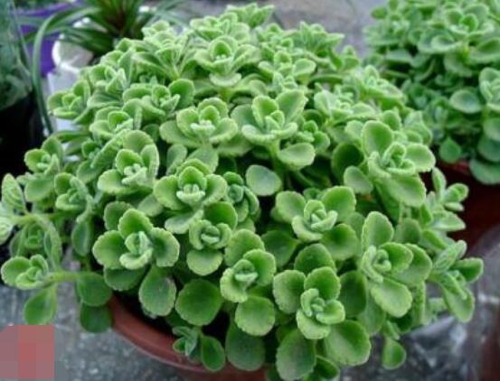 碰碰香為什么一碰就香，其原理主要為葉枕澎壓作用