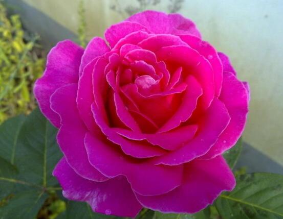 養(yǎng)月季花最好用什么土，保持土質(zhì)微酸性肥沃疏松透氣