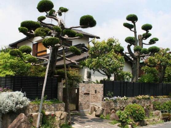 羅漢松能種大門兩邊嗎，可以/趨吉避兇、辟邪化煞