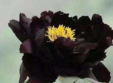 百合花的花語和寓意，不同顏色的寓意和花語都不同