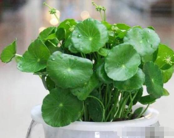 水培銅錢草葉子發(fā)黃怎么辦，四種原因以及解決方法