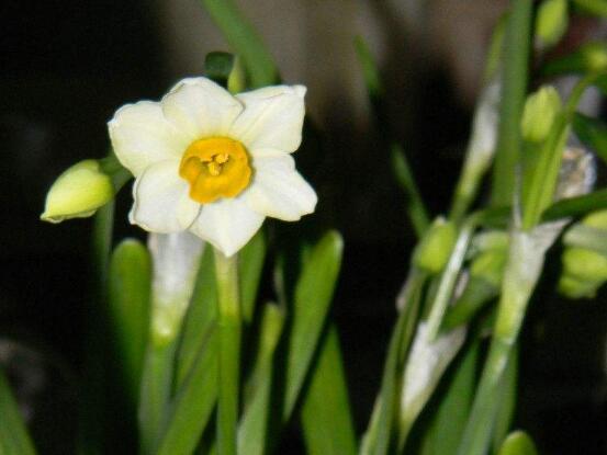 水仙葉子發(fā)黃怎么辦，四種原因以及解決辦法