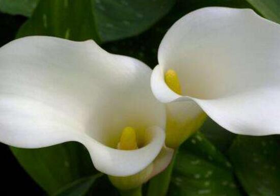 馬蹄蓮怎么施肥，馬蹄蓮的施肥方法