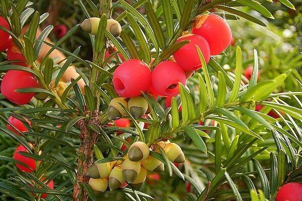 紅豆杉種植方法，種子種植的四大要點(diǎn)