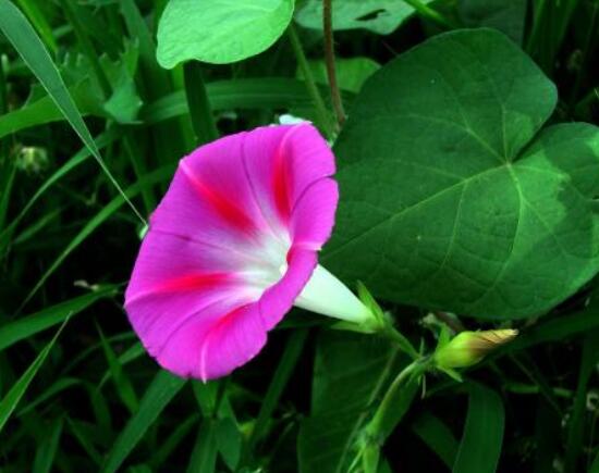 打碗花與牽?；ǖ膮^(qū)別，教你三種區(qū)別方法(株型/生長(zhǎng)習(xí)性/價(jià)值)