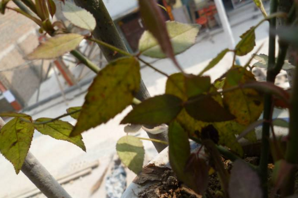 月季花葉子發(fā)黃怎么回事，四種原因以及解決方法