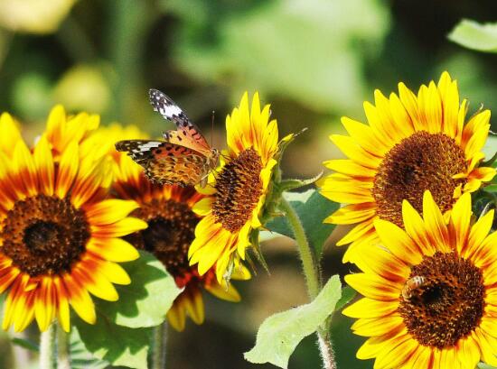 向日葵的品種有哪些，向日葵品種圖片大全