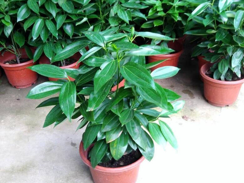 平安樹的功效與作用，保佑平安幸福