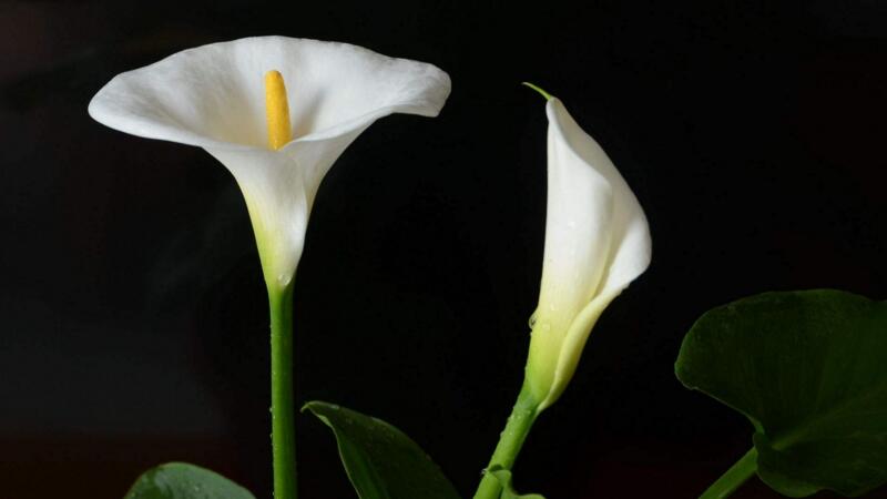 馬蹄蓮的養(yǎng)殖方法