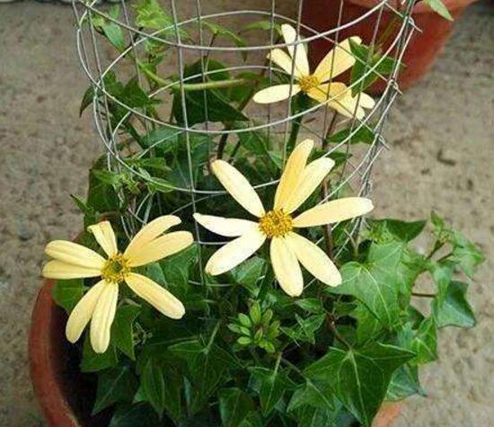 常春藤會(huì)開(kāi)花嗎，常春藤什么時(shí)候開(kāi)花