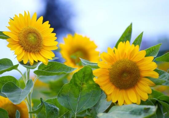 向日葵的品種有哪些，向日葵品種圖片大全