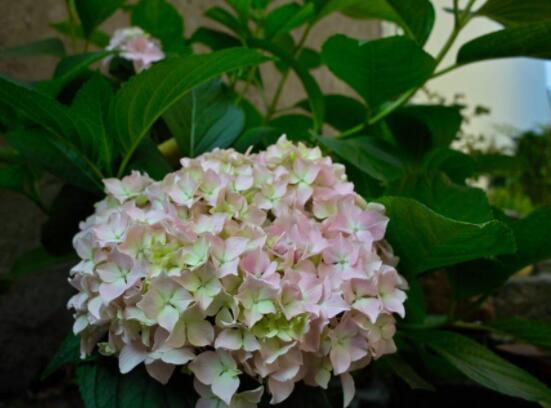 繡球花盆栽養(yǎng)殖方法全解，老農(nóng)教你八大養(yǎng)殖基本方法