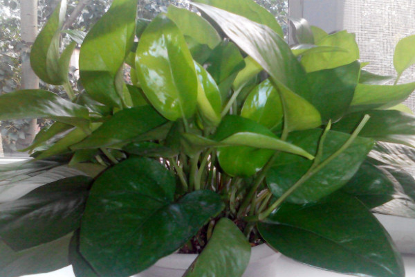 綠蘿葉子發(fā)黑怎么辦，情況嚴(yán)重則修剪后移栽