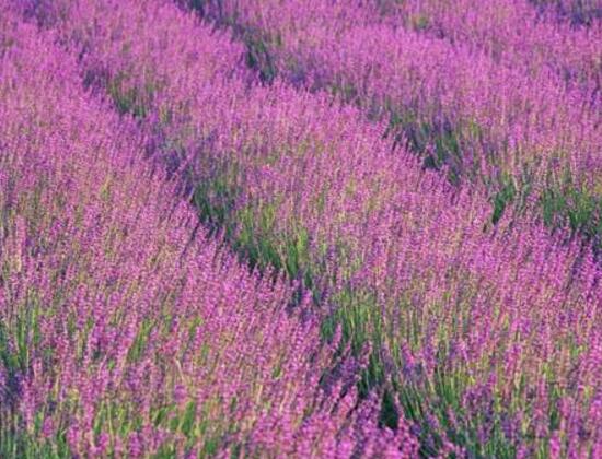 薰衣草有哪些品種，薰衣草品種圖片大全