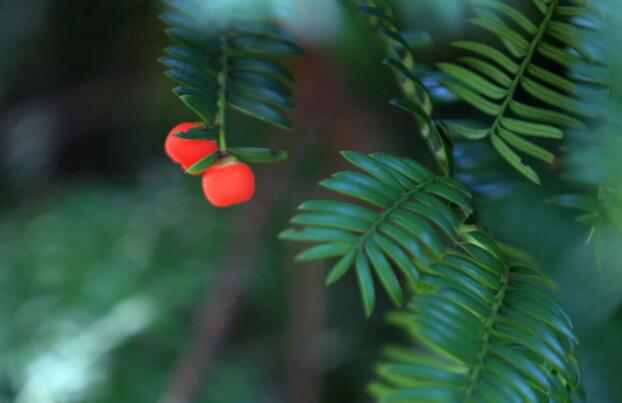 紅豆杉盆景價(jià)格，不同品種價(jià)格不同