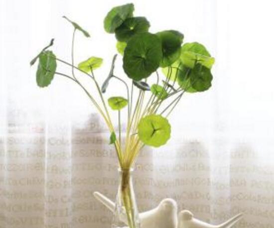 銅錢草有毒嗎，銅錢草可以放在臥室嗎