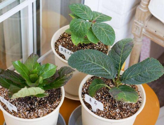 繡球花種子種植方法，擇健康飽滿種子、合適土壤