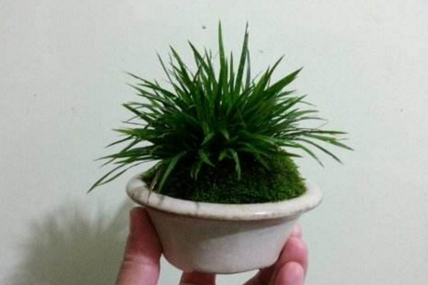 金錢菖蒲的養(yǎng)殖方法，做好以下4點(diǎn)是關(guān)鍵