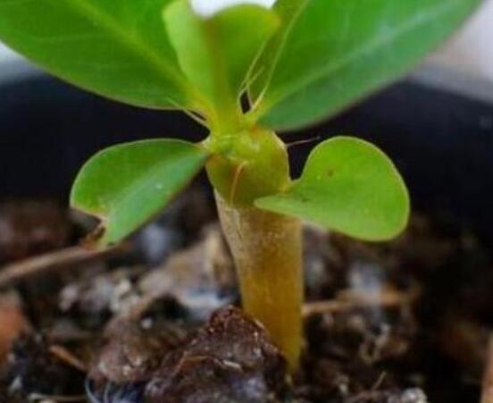 虎刺梅怎么扦插，擇10厘米健壯枝條/做好消毒處理