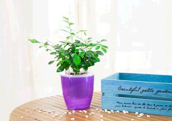 九里香怎么澆水，九里香多久澆一次水