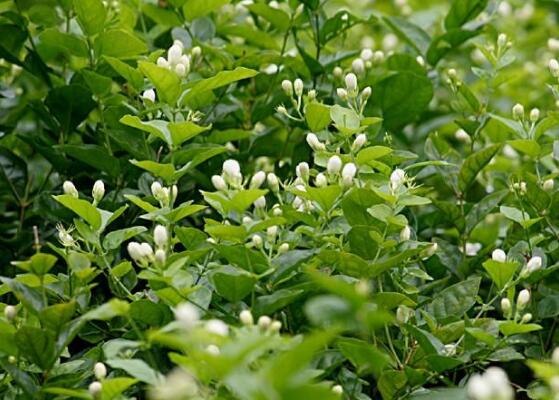 茉莉花花期多久，茉莉花花期長達半年(5-10月)