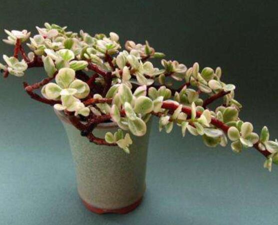 雅樂之舞的養(yǎng)殖方法和注意事項，老農(nóng)總結(jié)最實用八大養(yǎng)殖方法